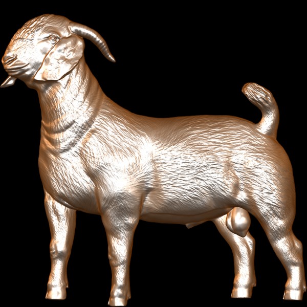 Boer Goat